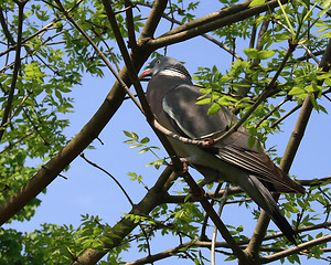 Image showing dove in tree