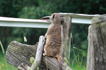 Image showing Suricata 