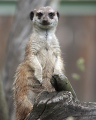 Image showing Suricata suricatta