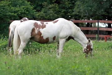 Image showing Two horse