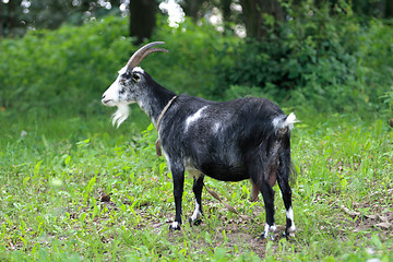 Image showing goat 