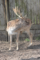 Image showing deer