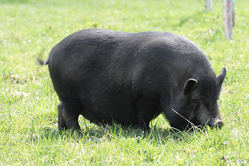 Image showing pig