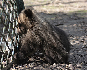 Image showing Bear