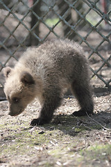 Image showing  bear