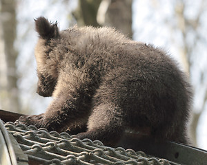 Image showing Bear