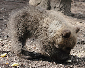 Image showing Bear