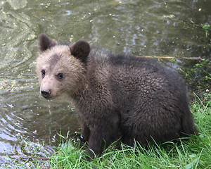 Image showing small bear