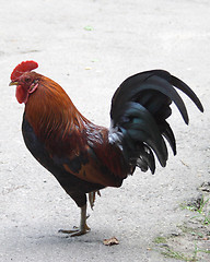 Image showing Rooster