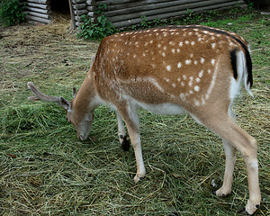 Image showing  deer 