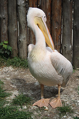 Image showing pelican