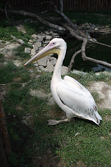 Image showing pelican
