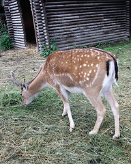 Image showing deer