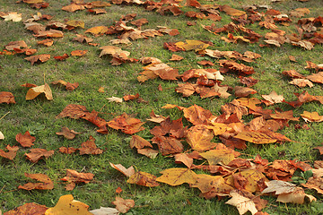 Image showing Grass and leaf autumn carpet