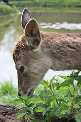 Image showing deer