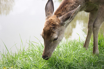 Image showing deer 