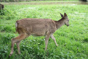 Image showing deer