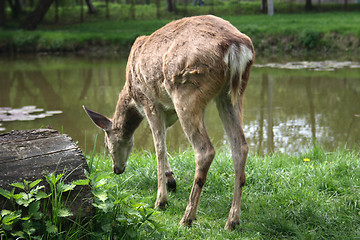 Image showing deer