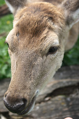 Image showing deer