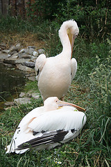 Image showing  pelican 