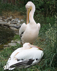 Image showing pelican