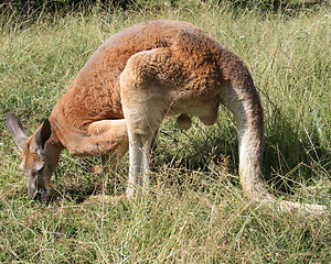 Image showing  kangaroo 