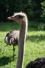 Image showing ostrich