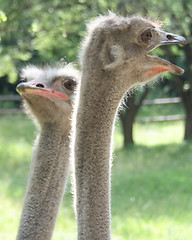 Image showing ostrich