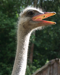 Image showing  ostrich 