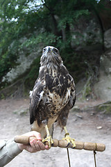 Image showing  falcon 