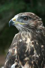 Image showing falcon