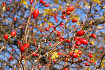 Image showing Rose hips