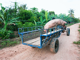 Image showing Pig on its way to the butcher