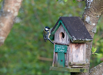 Image showing Bird at nest box