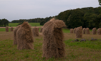 Image showing Barley shieves in stack