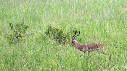 Image showing Impala in tall grass