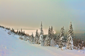 Image showing Winter forest