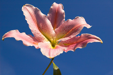 Image showing Pink Lilly