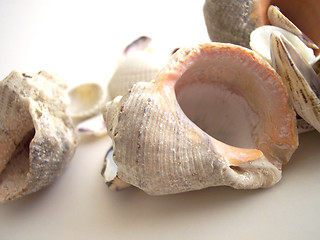 Image showing screwshells and others