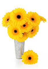 Image showing Yellow Gerbera Flowers