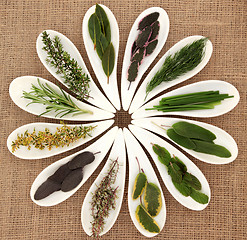 Image showing Fresh Herb Selection