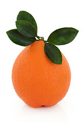 Image showing Valencia Orange 