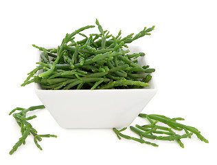 Image showing Samphire