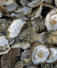 Image showing Discarded oyster shells