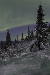 Image showing Winter night landscapewith spruce