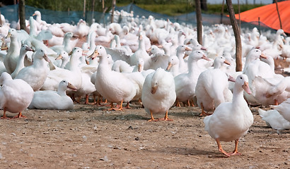 Image showing Duck farm