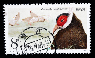 Image showing A stamp printed in China shows Brown Eared Pheasant