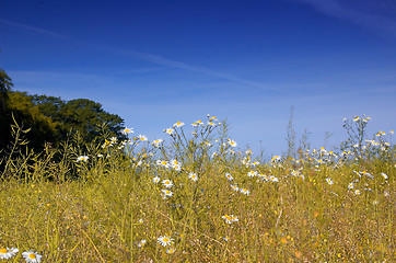 Image showing daisey field