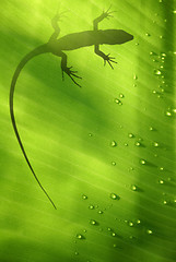 Image showing Lizard on Leaf