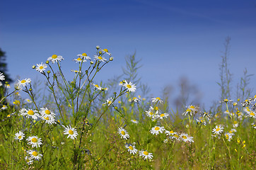 Image showing Summer Field